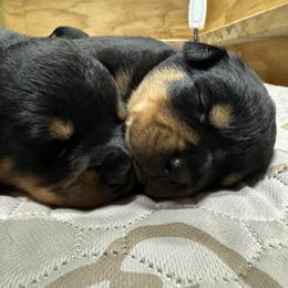 German Shepherd and Rottweiler Puppies from Von Der Hügelspitze