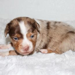 Bandit - Red merle male Toy Australian Shepherd puppy in Wiggins, Colorado from Mile High Acres & Aussies