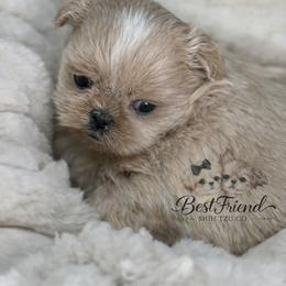 Rayne - Cream and white female Shih Tzu puppy in Albany, New York from Best Friend Shih Tzu Co.