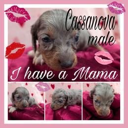 Cassanova - Dapple male Dachshund puppy in Deckerville, Michigan from Goldie Girls Ranch Dachshunds