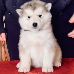 Naan - Gray and white female Alaskan Malamute puppy in Palmyra, Michigan from Illusion Kennel