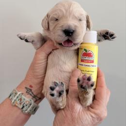 Girl 6 - Yellow - Light golden female Golden Retriever puppy in Mc Minnville, Tennessee from Wishaw Whisky Golden Retrievers