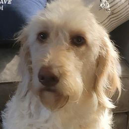 Bernedoodles, Double Doodles, Goldendoodles, and Labradoodles from Mi-De Doodles
