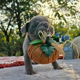 Molly - Blue tri-color female Bulldog puppy in Hopkins, Missouri from Mowry Creek Mini Aussiedoodles and More