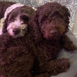 Miranda - Goldendoodle
