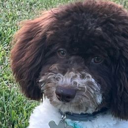 Goose - Goldendoodle