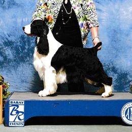 Dexx - English Springer Spaniel
