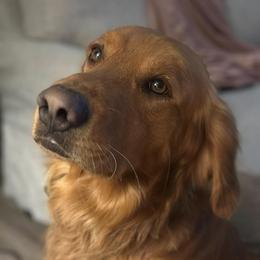 Oakley - Golden Retriever