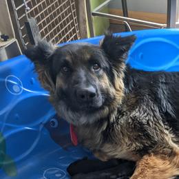 Queenie - German Shepherd