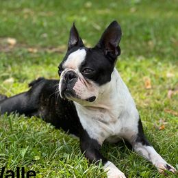 Walle - Boston Terrier