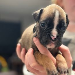 Sundance -Grey - Male Fawn - Brindle male Boxer puppy in Madras, Oregon from BnT Boxers
