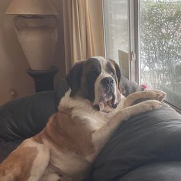 Saint Bernard All Grown Up from Krissie Pilette
