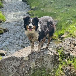 George - Toy Australian Shepherd