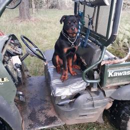 Earl - Black and mahogany male Rottweiler puppy in Tangent, Oregon from Raya's Royals