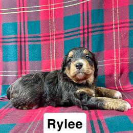 Rylee - Brown merle female Aussiedoodle puppy in Lebanon, Missouri from Kaitlen's Doodle Pups