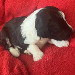 Zip - Black and white female Sheepadoodle puppy in Buford, Georgia from Guppy Puppies