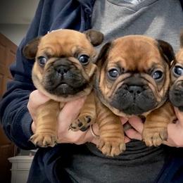 Bulldog and French Bulldog Puppies from Kansas Grand St English & French Bulldogs