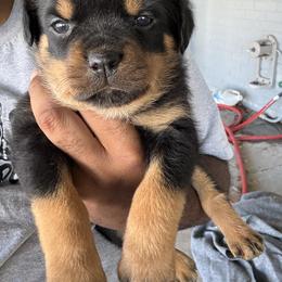 Female 1 - Black and mahogany female Rottweiler puppy in Humble, Texas from Inexorable Haus Early Rotts