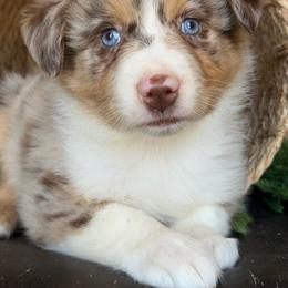 Randa-has tail-many videos - Red merle female Australian Shepherd puppy in Troy, South Carolina from Australian Shepherds of 3/W Farms