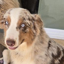 Tuff - Australian Shepherd
