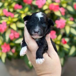 Eric - Black and white male Sheepadoodle puppy in Wharton, Texas from Little Fur Friends