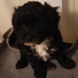Cookie - Black female Cavapoo puppy in East Providence, Rhode Island from Marta's Cavaliers