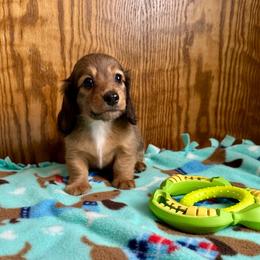 Chrissy - Red female Dachshund puppy in Wolf Lake, Indiana from Canisteo Dachshunds