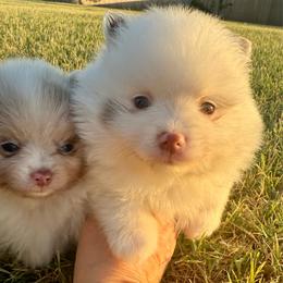 Cotton - Chocolate merle male Pomeranian puppy in Edmond, Oklahoma from My Sun & Moon Poms