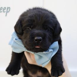 Peep - Black male Labrador Retriever puppy in Ocala, Florida from Moon river Labradors