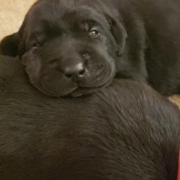 Labrador Retriever Puppies from Condition 1 Retrievers