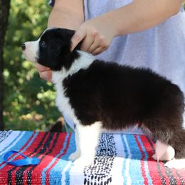 AKC Grand Champion Sired - Black male Border Collie puppy in Noble, Oklahoma from CheckItOut Border Collies