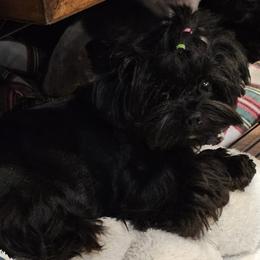 Aislin - Yorkshire Terrier