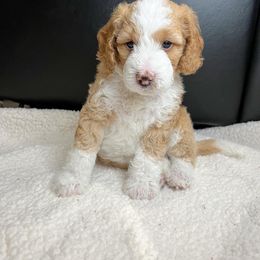 Aussiedoodle Puppies from Sweet AZ Doodles