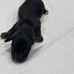 Light purple - Black and tan female Dachshund puppy in Chicago, Illinois from RGZ Doxies