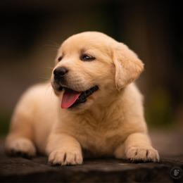 Girl 1 - Black female Labrador Retriever puppy in Amesbury, Massachusetts from Fox Hill Farm & K9