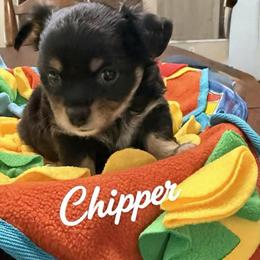 Chipper - Black and white male Chihuahua puppy in Ochlocknee, Georgia from High Cotton Chihuahuas