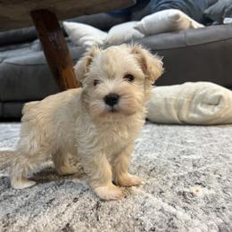 Miniature Schnauzer Puppies from A.R Miniature Schnauzers