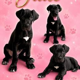 Jade - Black and white female Great Dane puppy in Gonzales, Louisiana from Anstatt House Of Danes