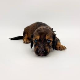 Basil - Red male Dachshund puppy in Waddell, Arizona from Neu Doxies