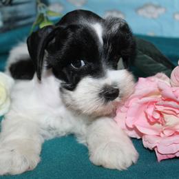 Baby Doll - Parti female Miniature Schnauzer puppy in Gary, Texas from Beards Little Schnauzers