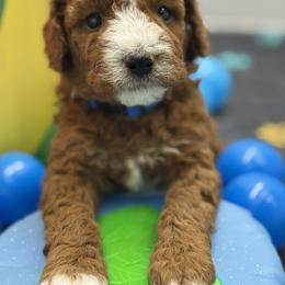 Ford- blue collar - Red  male Goldendoodle puppy in Yuciapa, California from AlltheDoodlez_
