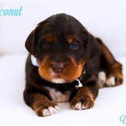 Coconut - Chocolate male Australian Labradoodle puppy in Diamond Bar, California from Furrytaildoodles