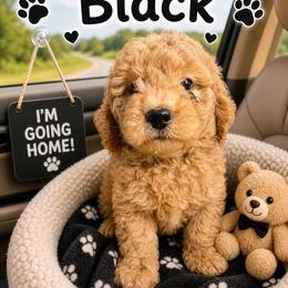 Edmund black collar - Apricot male Goldendoodle puppy in North Branch, Michigan from Graceful Miniature Goldendoodles