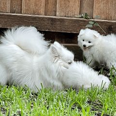 American Eskimo Dog Puppies from Soleil American Eskimos