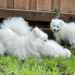American Eskimo Dog Puppies from Soleil American Eskimos