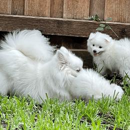 American Eskimo Dog Puppies from Soleil American Eskimos