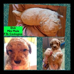 Cockapoo, Cocker Spaniel, and Poodle Puppies from MoonShine Babies Cockapoos and Poodles