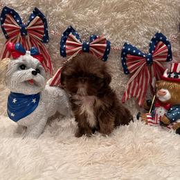 Asher - Chocolate and tan male Shih Tzu puppy in Success, Missouri from Sweet Success