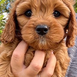 Cinnamon - Red female Cavapoo puppy in Mona, Utah from Hearts Full of Puppies