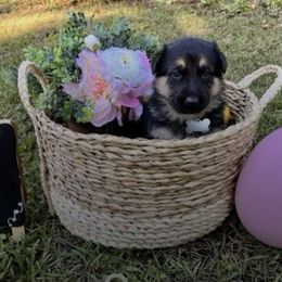 German Shepherds from Pinebrooke Shepherds
